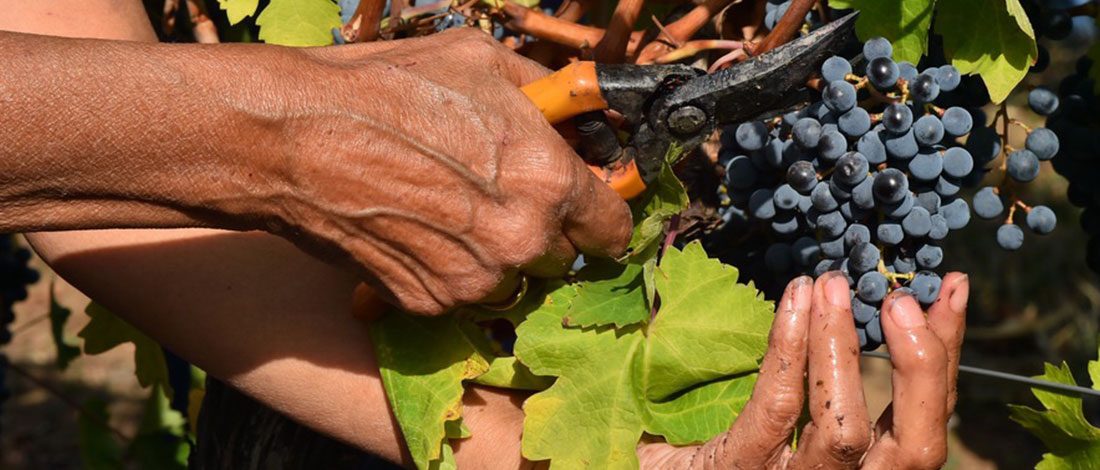 Temet vinarija - tradicija-nije-u-nama-tradicija-je-u-zemlji